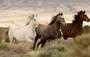 American Wild Horse Preservation Campaign profile picture