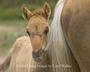 American Wild Horse Preservation Campaign profile picture