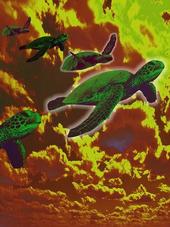 Terrapin Flyer profile picture