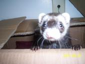 farrahtheferret