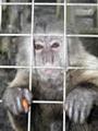 The Monkey Sanctuary Trust profile picture