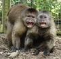 The Monkey Sanctuary Trust profile picture