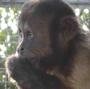 The Monkey Sanctuary Trust profile picture