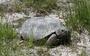 The Gopher Tortoise Council profile picture