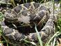 The Gopher Tortoise Council profile picture