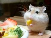 hamstersisnice