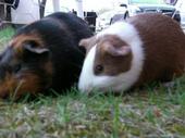 guineapigspaz