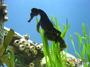 SeaHorse profile picture