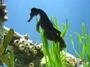 SeaHorse profile picture