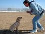 Prison Dogs Book profile picture