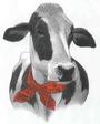 All The Cow You Need profile picture