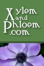 Xylem & Phloem profile picture