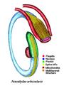 Orbicularis profile picture