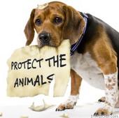 ~PROTECT THE ANIMALS!~ profile picture