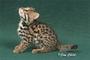 Lil' Lap Leopards profile picture