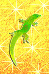 Reptile profile picture