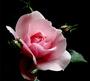 PINK ROSE profile picture