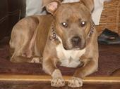 joe snaggz chaos pitbull kennel profile picture