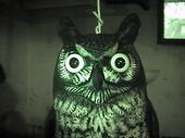Rabid Owl profile picture