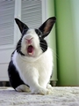 House Rabbit Society profile picture