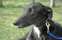 European Greyhound Network profile picture