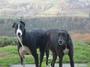 European Greyhound Network profile picture