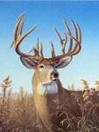 Billy Big Buck profile picture