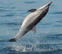Wild Dolphin Foundation profile picture