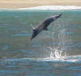 Wild Dolphin Foundation profile picture