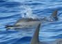 Wild Dolphin Foundation profile picture