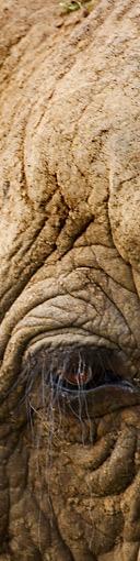 Ten Pound Elephant profile picture