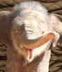 Ten Pound Elephant profile picture