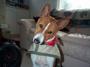 Basenji Warrior for Obama profile picture