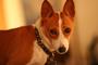 Basenji Warrior for Obama profile picture