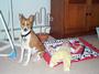 Basenji Warrior for Obama profile picture