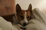 Basenji Warrior for Obama profile picture