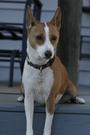 Basenji Warrior for Obama profile picture