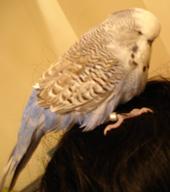 Budgie profile picture