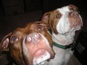 luv_pit_bulls