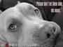 I Luv Pit Bulls! profile picture