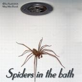 Spiders In The Bath profile picture