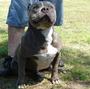 Southern Pitbull Kennels profile picture