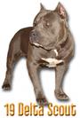 Southern Pitbull Kennels profile picture