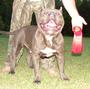 Southern Pitbull Kennels profile picture