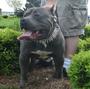 Southern Pitbull Kennels profile picture