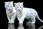 White Tigers profile picture