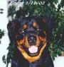 MAJESTY ROTTWEILER RESCUE profile picture