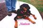 MAJESTY ROTTWEILER RESCUE profile picture