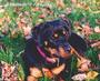 MAJESTY ROTTWEILER RESCUE profile picture