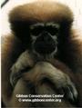 Gibbon Conservation Center profile picture